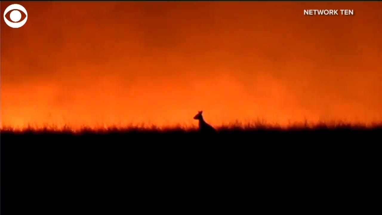 WATCH: Kangaroo Stands In Front Of Raging Wildfires On Australia's Kangaroo Island