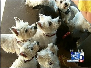 White Highland Terriers Find New Home With Oklahoma Westie Rescue