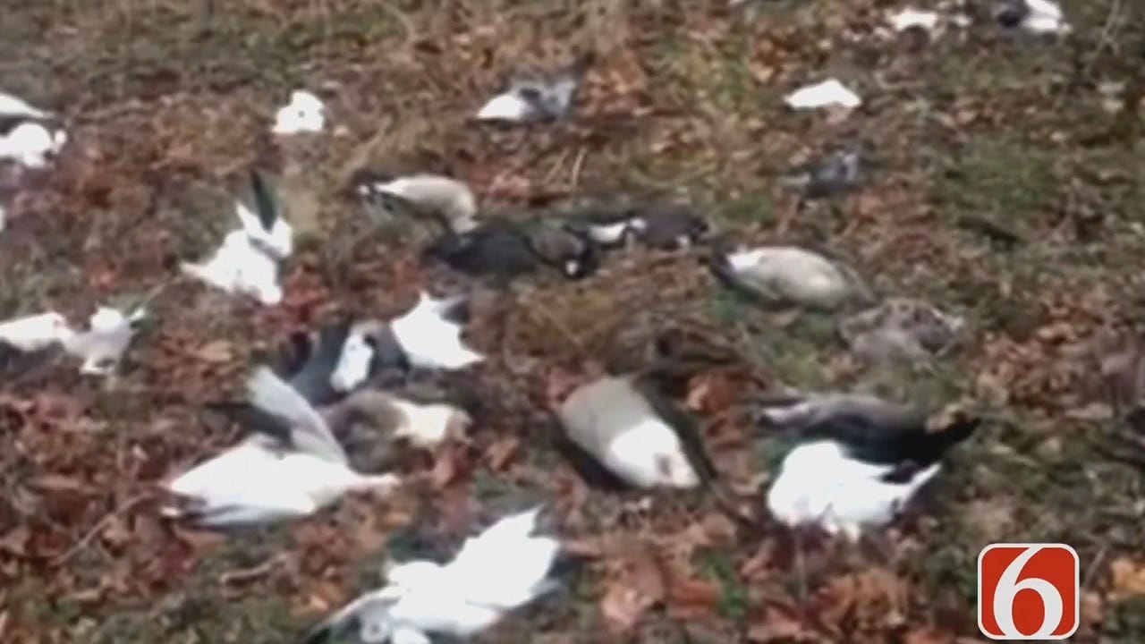 60 Geese Found Shot & Dumped In Creek County