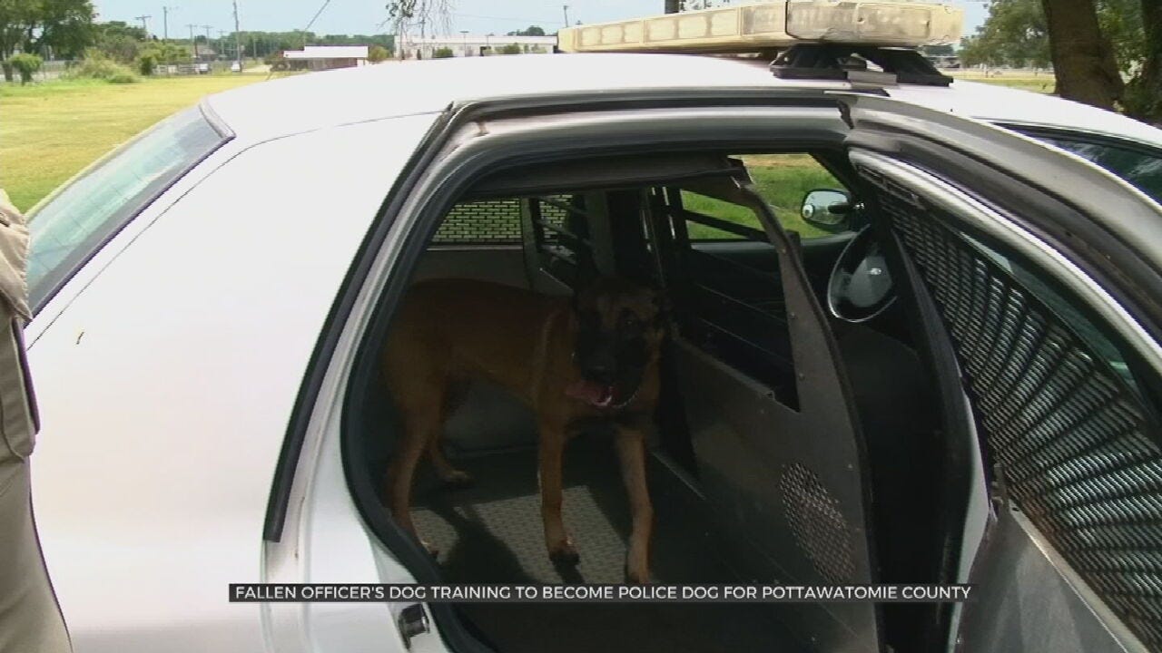 Fallen Officer's Dog Being Trained As Police K9