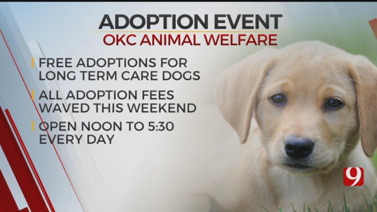 Adoption Fees Waived For Dogs At Oklahoma City Animal Welfare Event