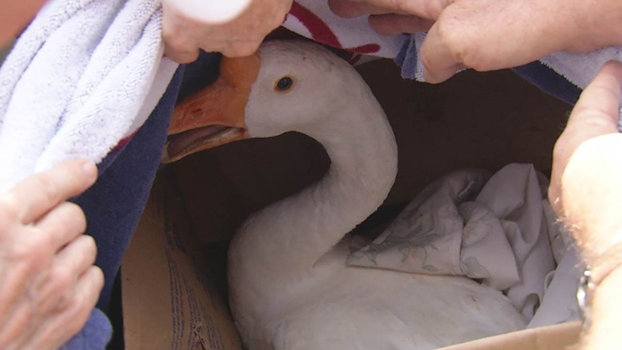 Swan Lake Area Residents Rescue Goose
