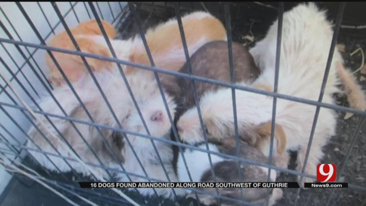 Litters Of Puppies Abandoned In Logan County