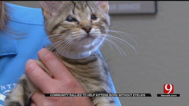 Community Rallies To Save Kittens Born Without Eyelids In OKC