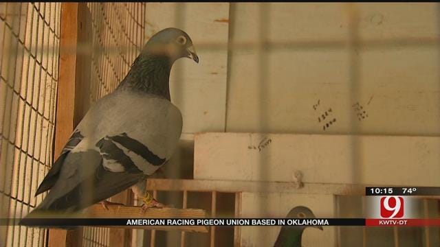 Oklahomans Practice Art Of Pigeon Racing