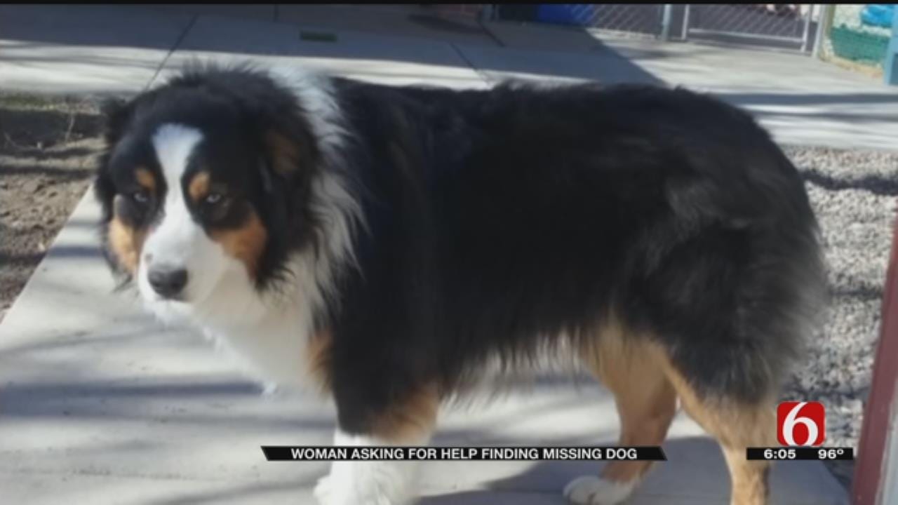 Green Country Family Wants Stolen Dog Back