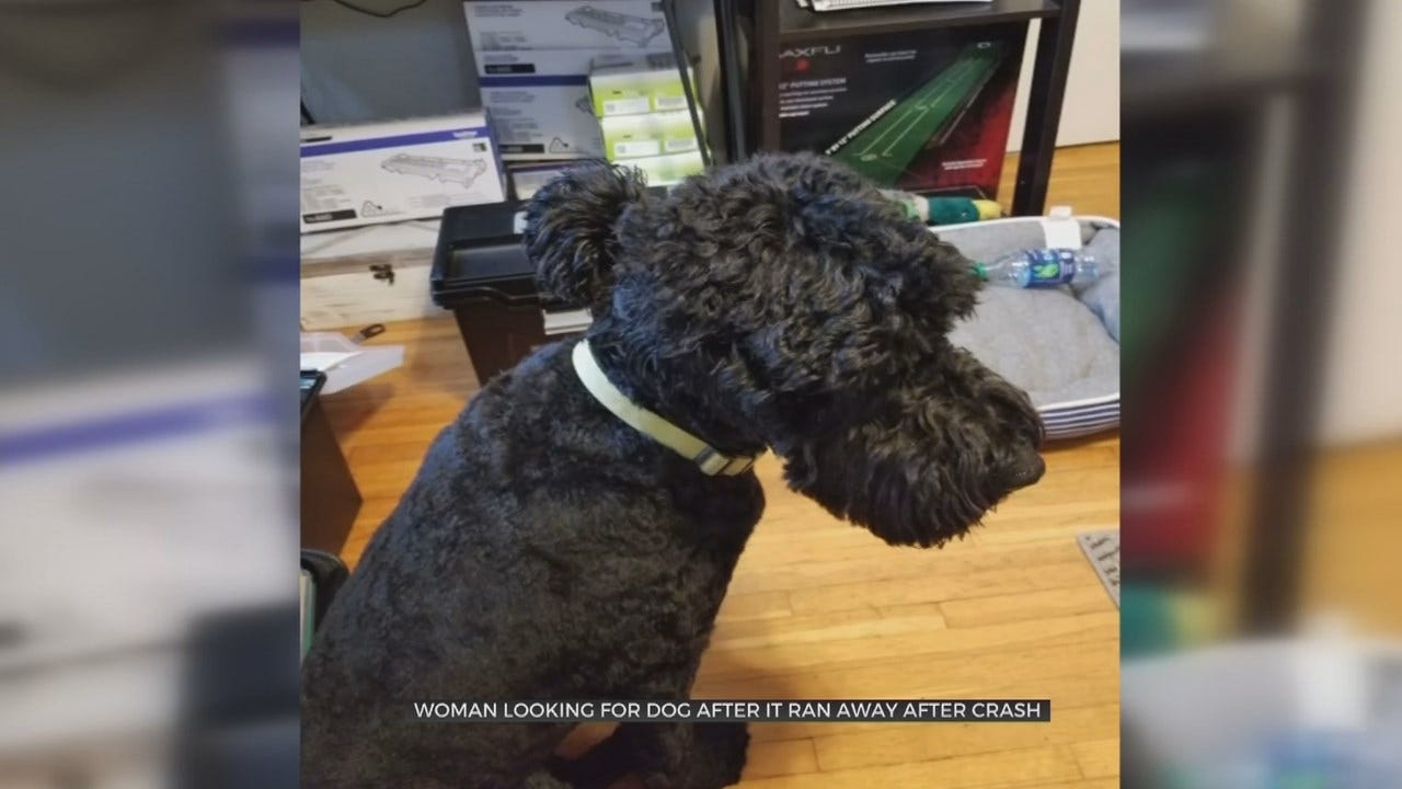 Tulsa Woman Needs Help Finding Dog After Car Wreck