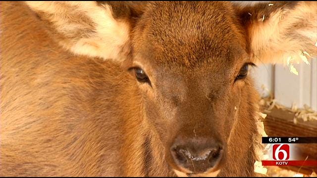 Cherokee County Family's Pet Elk Dies; Reward Up To $3,000 To Find Shooter