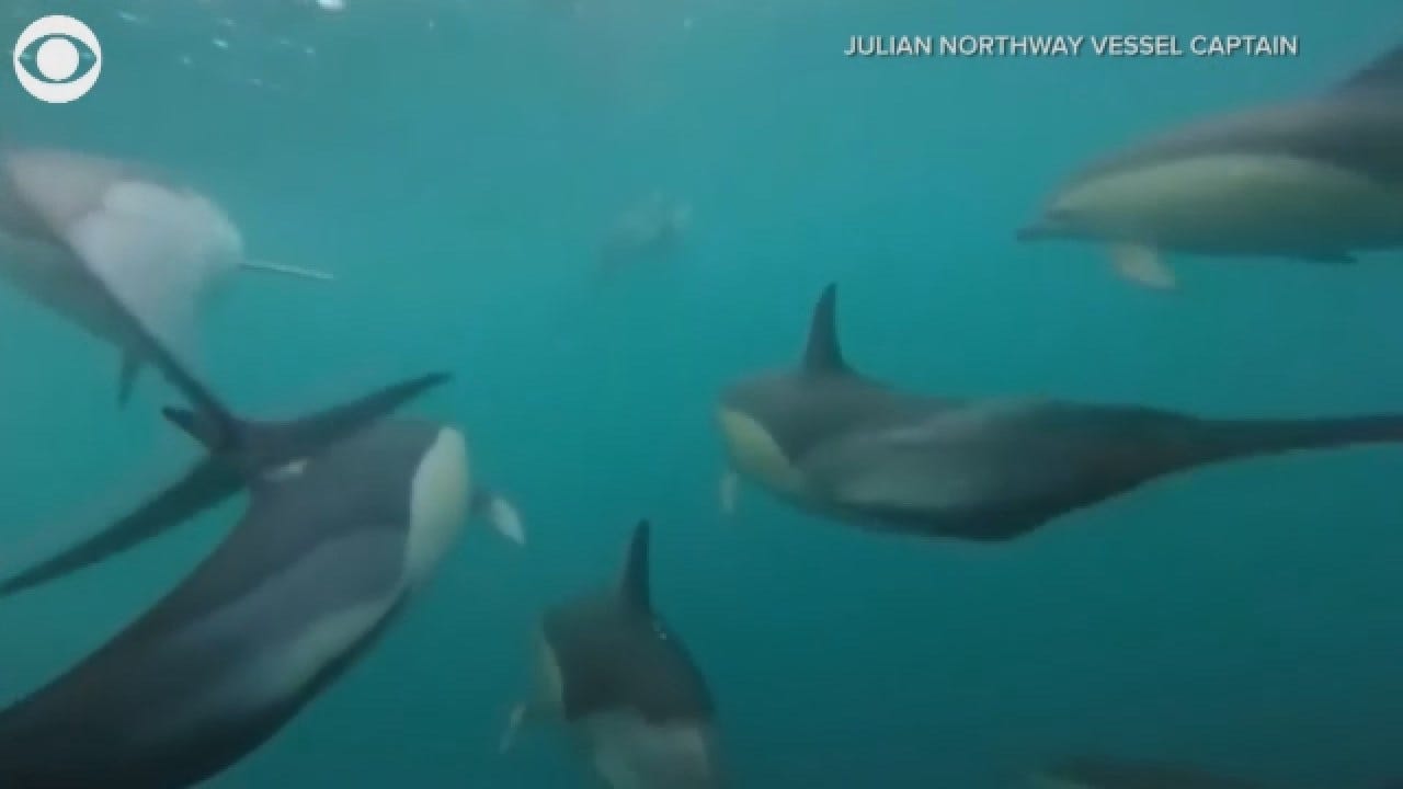 GoPro Captures A Close-Up With Dolphins
