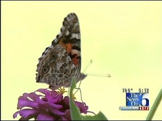 Meet Brookside Neighborhood's 'Butterfly Lady'