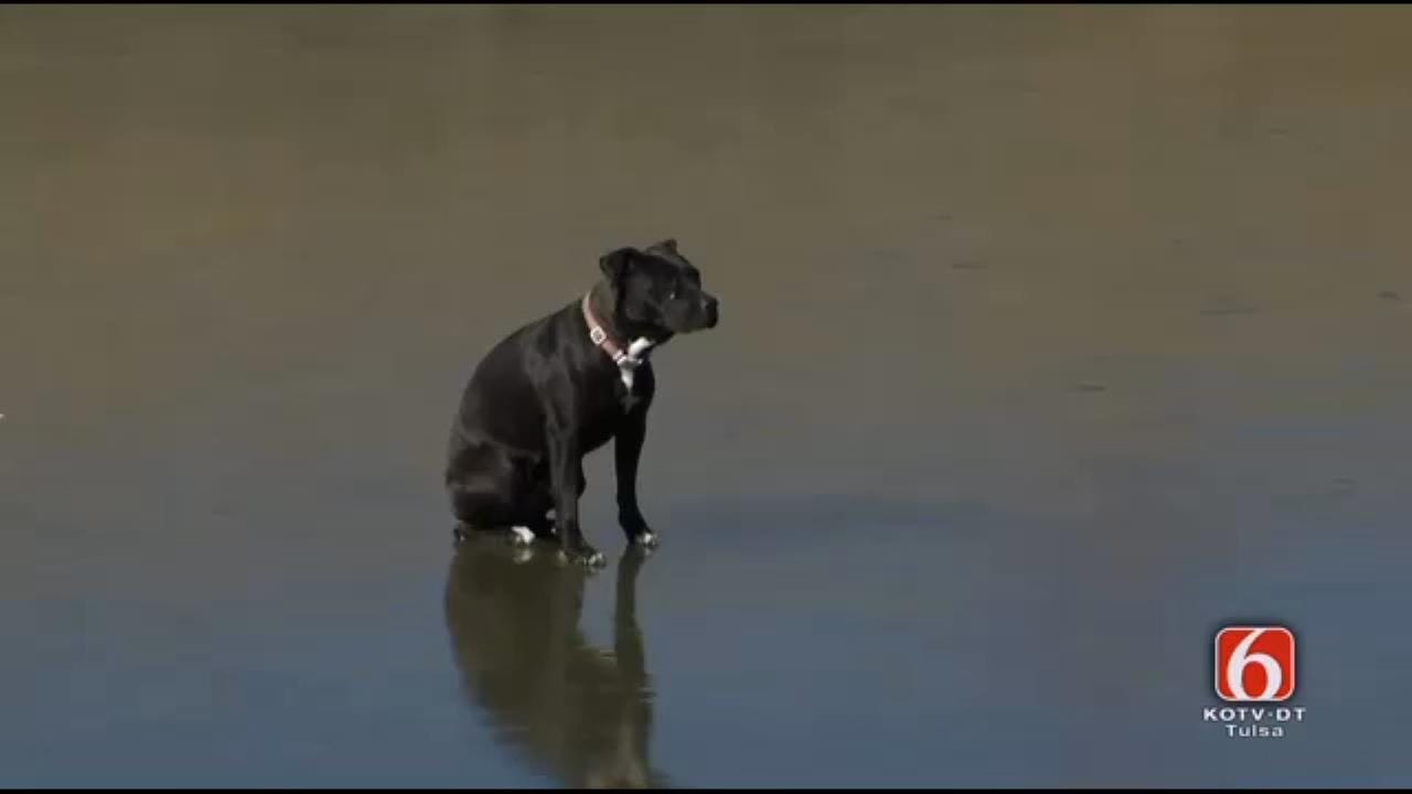 RESCUE: Dog Stuck On Frozen Pond In Tulsa