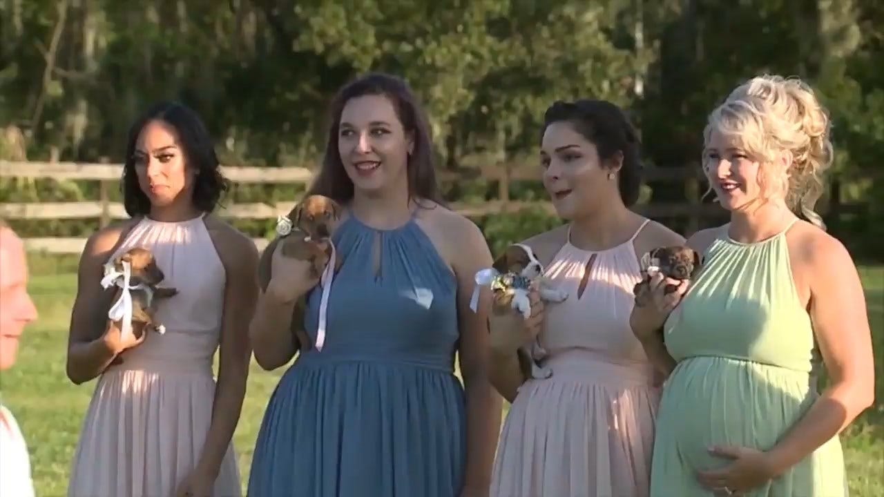 Florida Bride Has Her Bridesmaids Carry Adoptable Shelter Dogs Down the Aisle