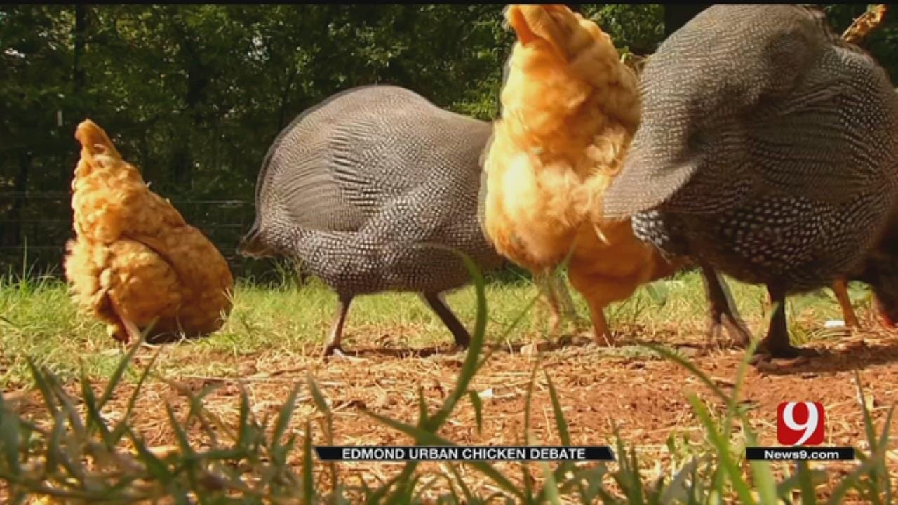 Urban Chicken Group Makes Case To Edmond City Council