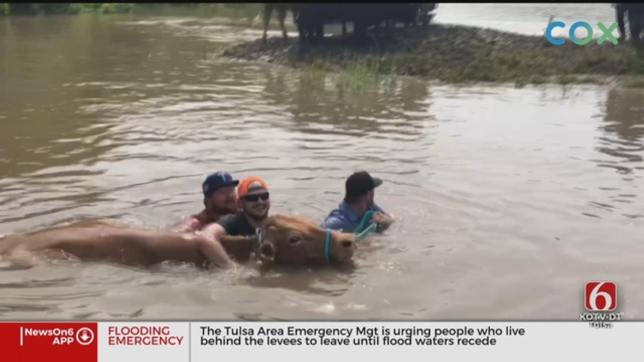 EXCLUSIVE VIDEO: Oklahoma Cowboys Trade Horses For Boats To Rescue Cattle From Rising Water