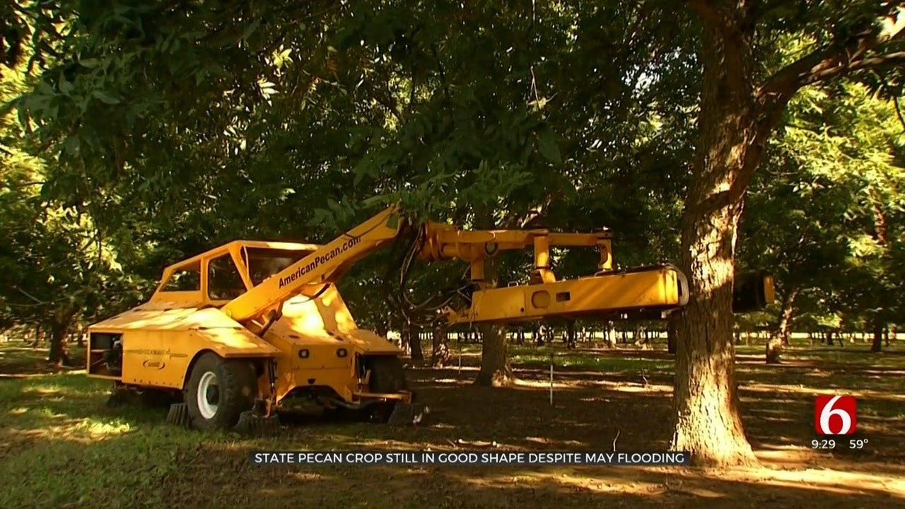 Oklahoma Pecan Harvest Sees Impact Of May's Flooding
