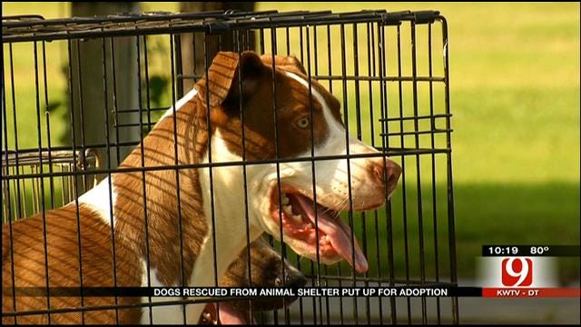Holdenville Hosts Pet Adoption Event In Wake Of Cruelty Case