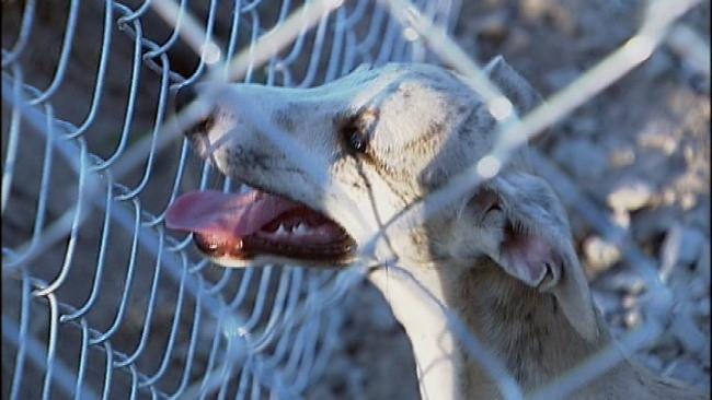 Proposed Tulsa Animal Ordinance Change Leads To Dogfight