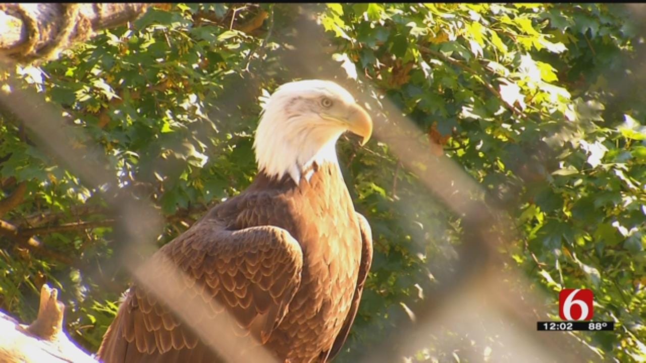 Bald Eagle Found On Downtown Street Taken To Tulsa Zoo