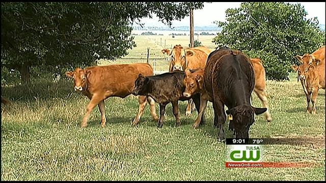 More Calves Found Butchered In Rogers County