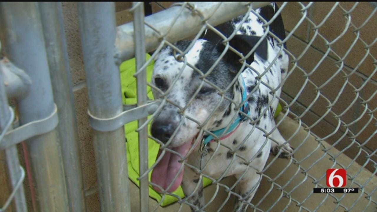 Humane Society Of Tulsa Needs Help After Two Major Dog Rescues
