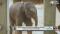 OKC Zoo Celebrates Birth Of New Baby Elephant