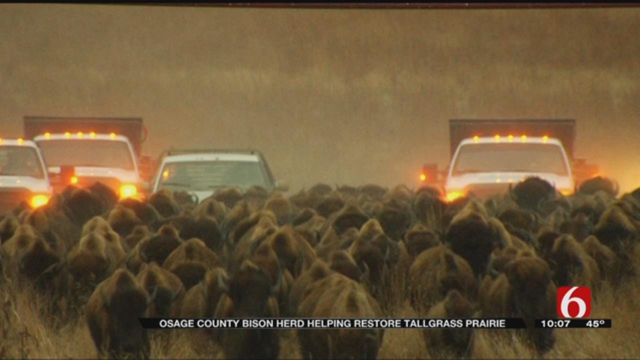 Oklahoma Bison Help Save America's Tallgrass Prairie