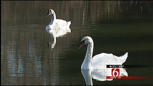 New Swans A-Swimming At Rogers State College In Claremore