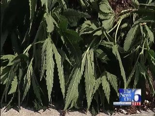 WEB EXTRA: Video Of Scene At Indoor Marijuana Growing Operation Bust