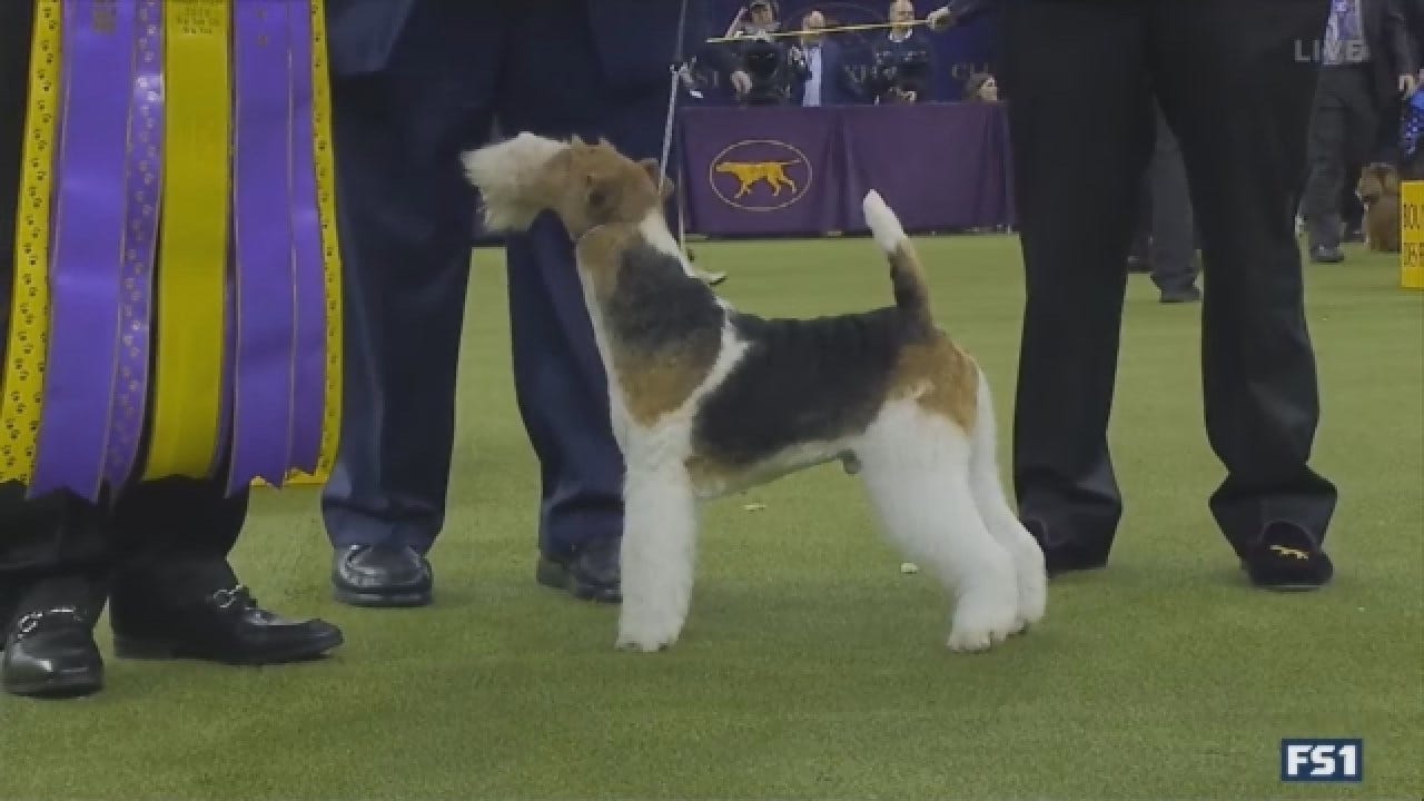 The Wire Fox Terrier, King, Wins Best In Show At Westminster Dog Show