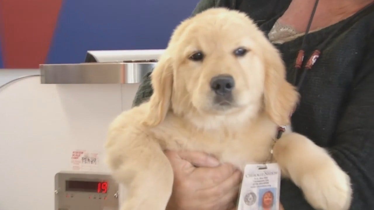 WEB EXTRA: New Therapy Dog Arrives