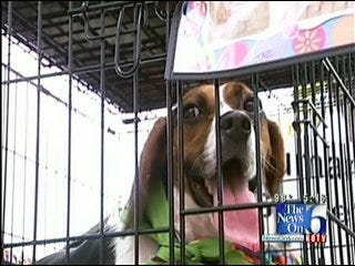 Radar the Weather Dog Promotes Pet Rescue at Woofstock