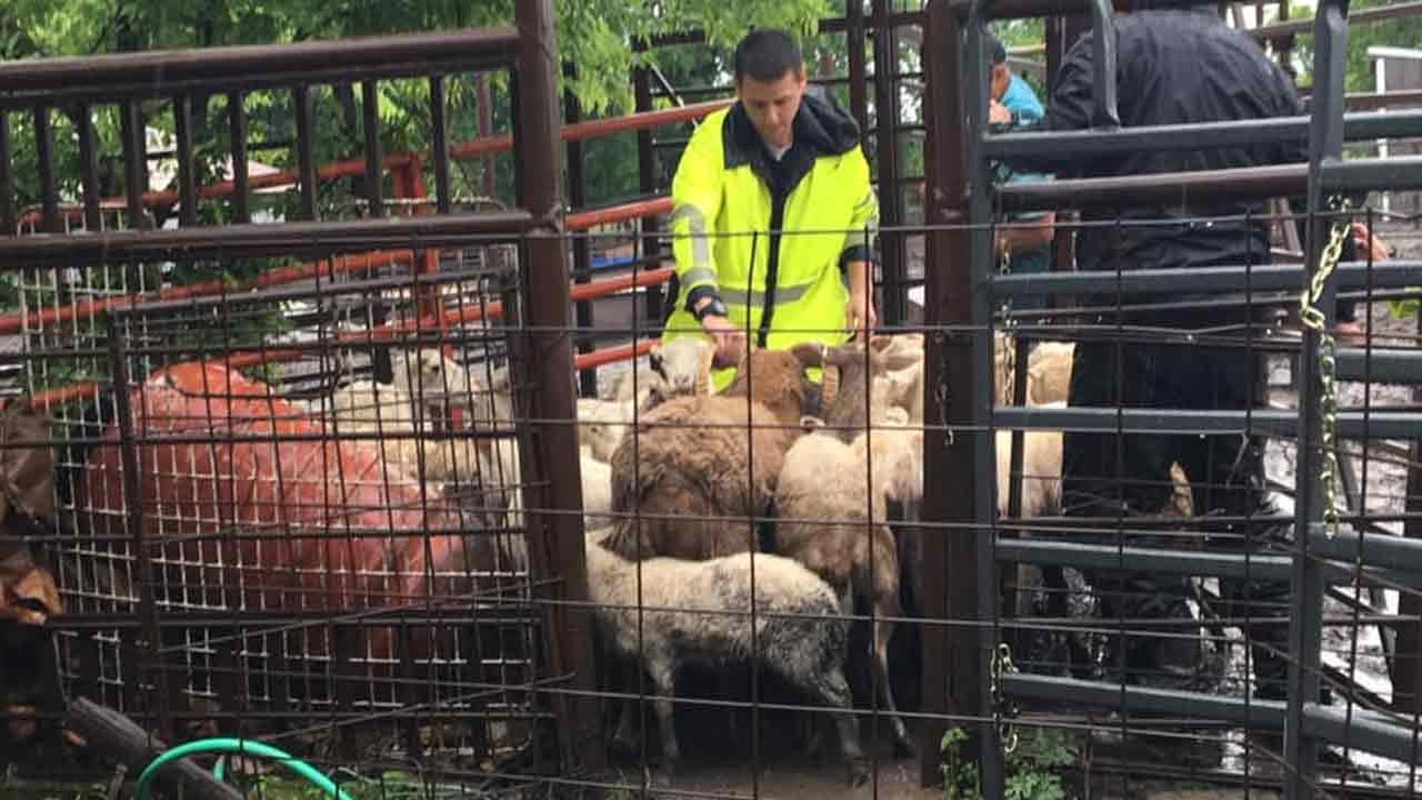 Tulsa County Deputies Seize Over 60 Livestock In Animal Cruelty Case