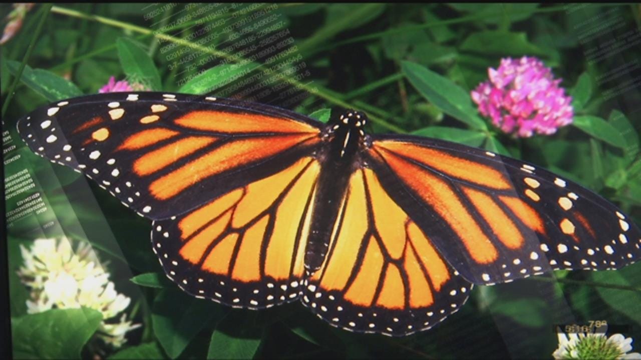 Monarch Waystation To Open As Part Of Tulsa Beautification Project