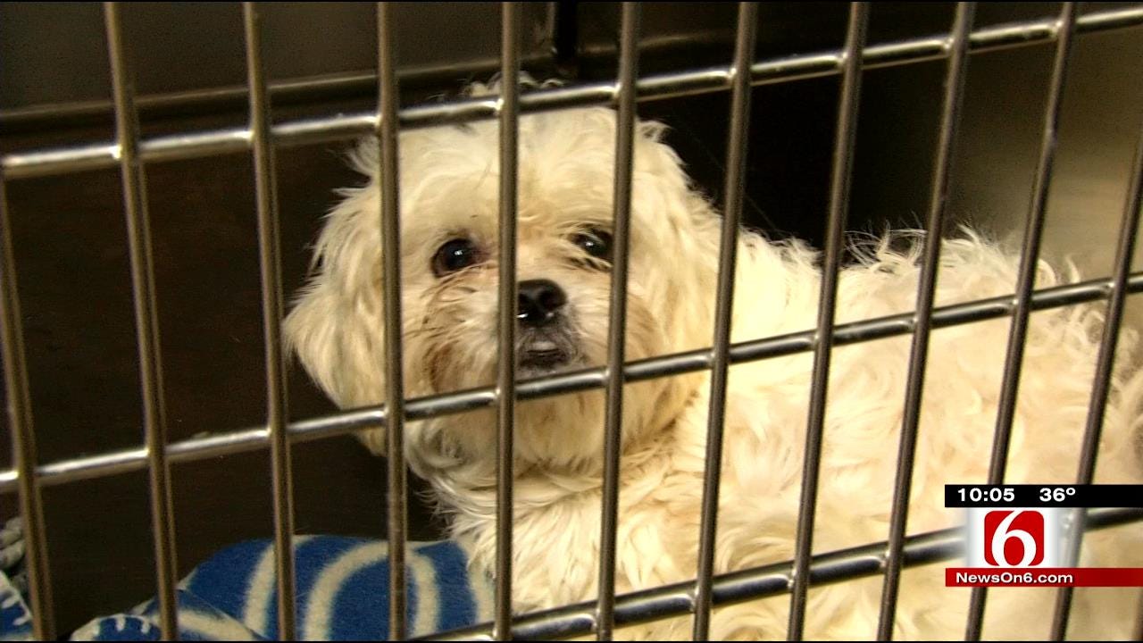 Tulsa Humane Society Hopes To Send Animals Home For Holidays