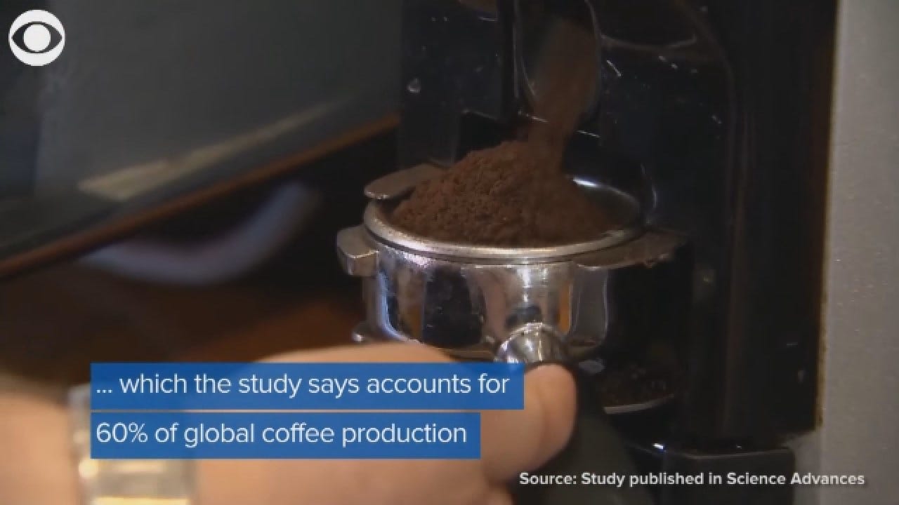 More Than Half Of Wild Coffee Species May Be At Risk Of Extinction