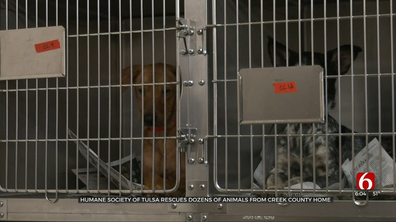 29 Dogs Rescued From Creek Co. Residence With Poor Living Conditions