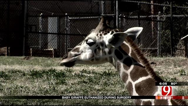 OKC Zoo Patrons, Staff Mourn Loss Of Baby Giraffe