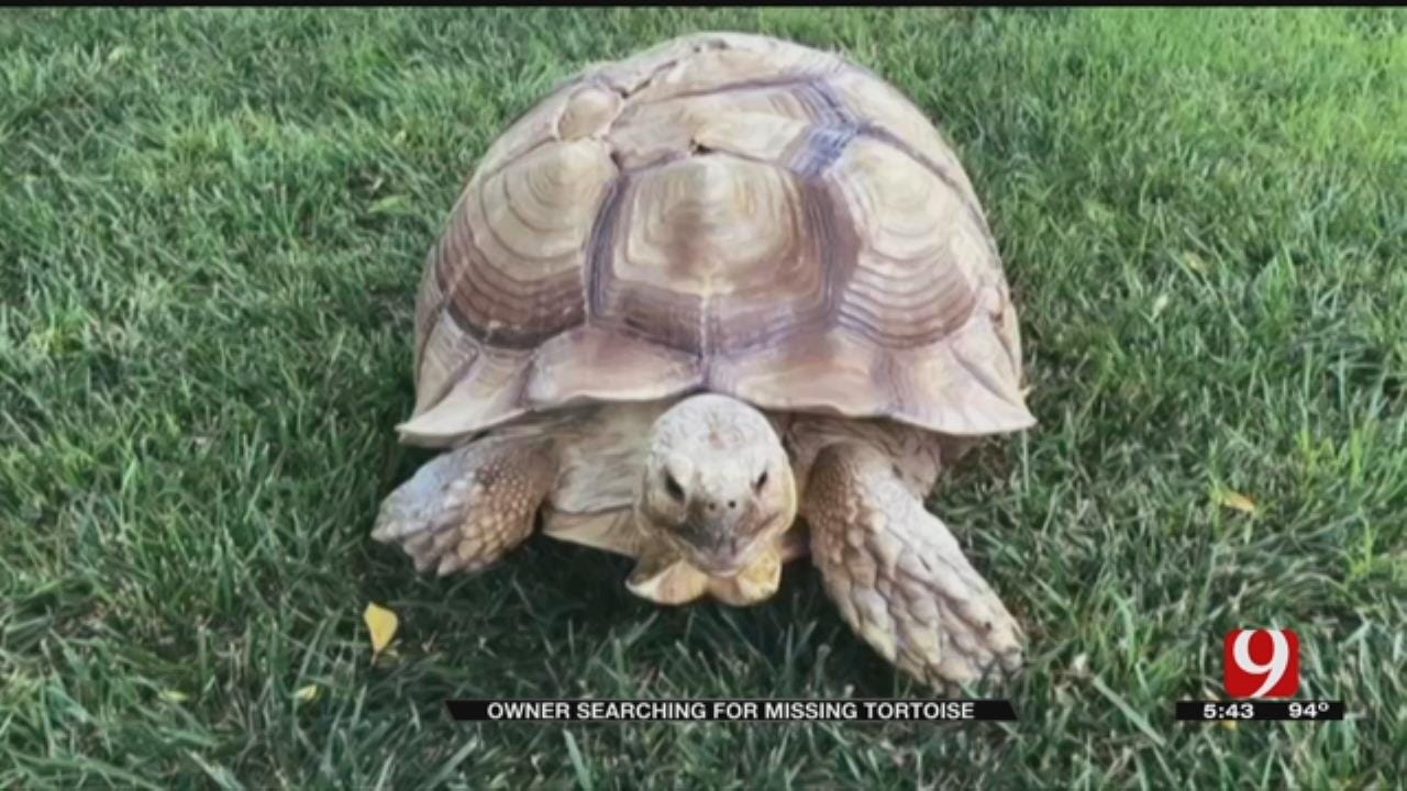 Yukon Man Offers Reward In Finding Missing Pet Tortoise