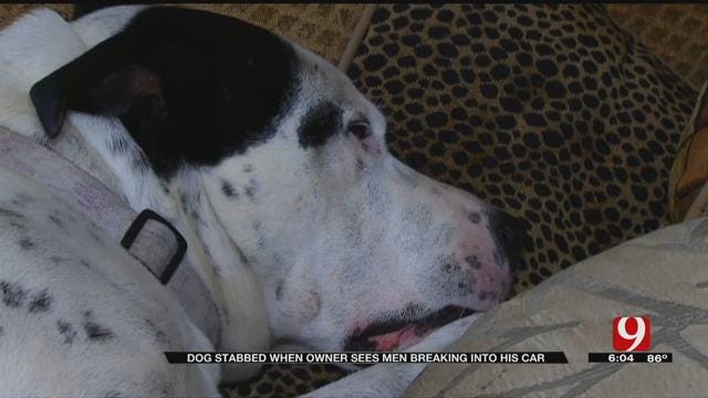 Dog Stabbed Protecting Owner From Car Thieves
