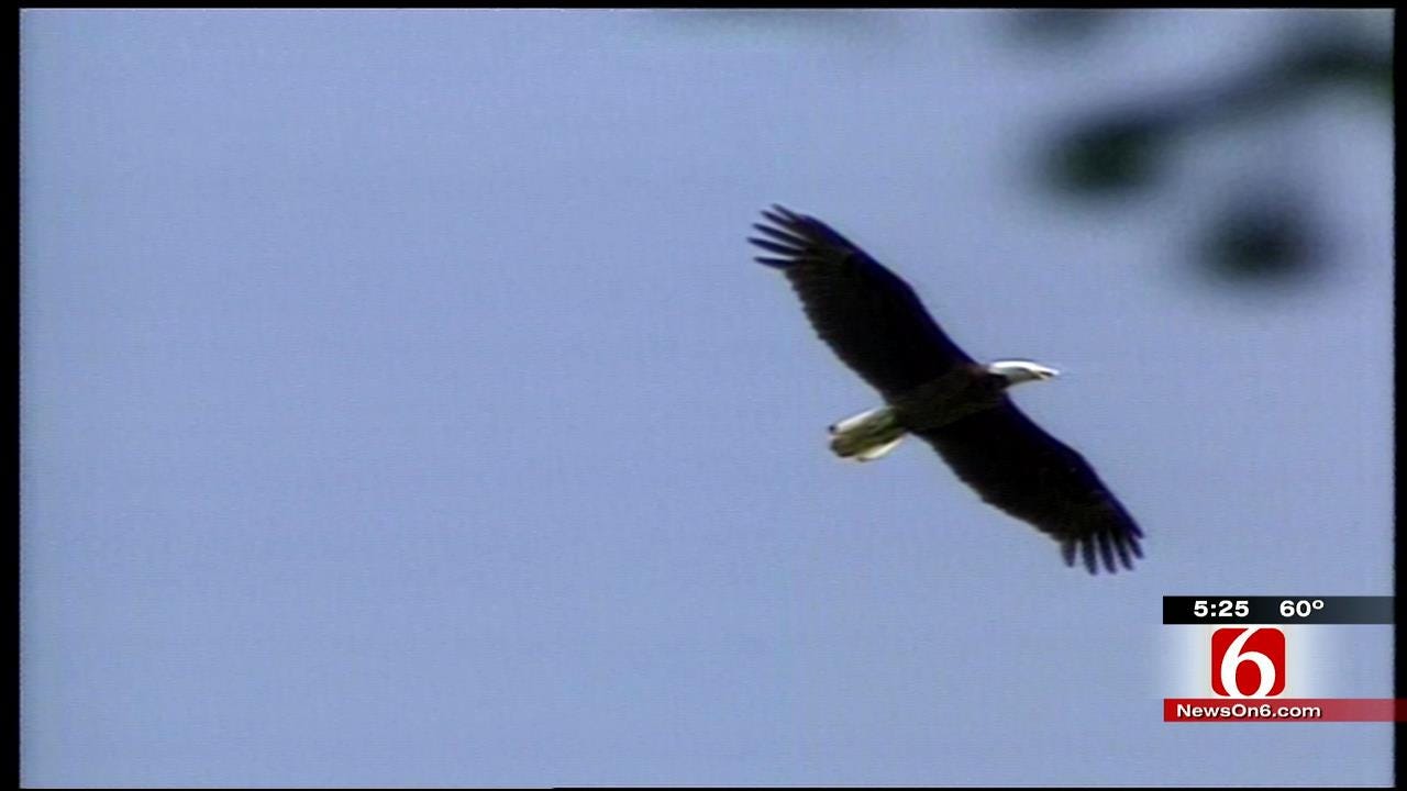 Bartlesville Research Center, Known For Bald Eagle Work, Celebrates 30 Years