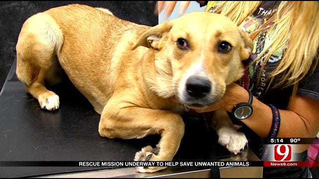 Animal Rescue Mission Sends Oklahoma Dogs, Cats To Colorado