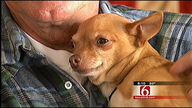 Tinks The Oklahoma Chihuahua Gains Followers On Facebook