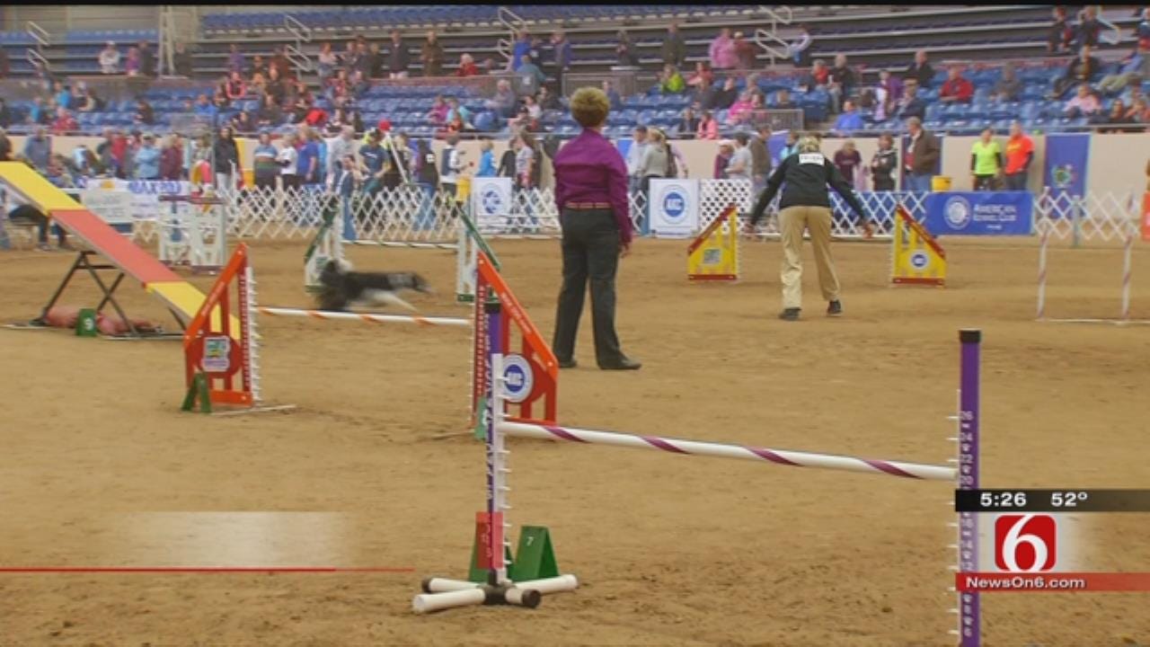 Top Dogs In Tulsa For National Agility Championships