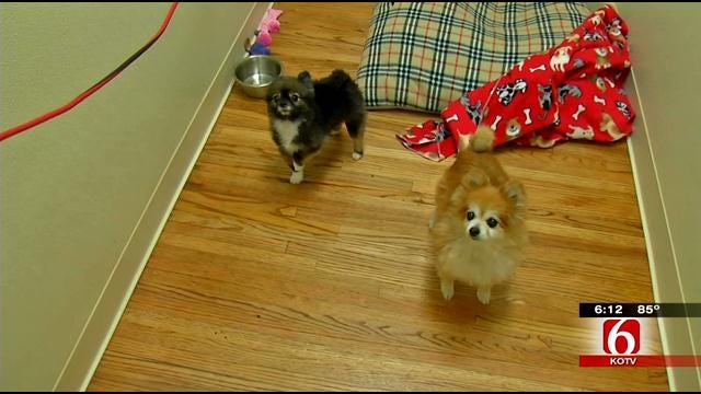 Dogville: Tulsa Daycare And Boarding For Special Needs Pets