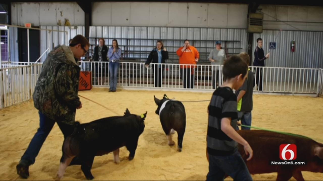 Webbers Falls FFA Hosts Livestock Show For Special Needs Students