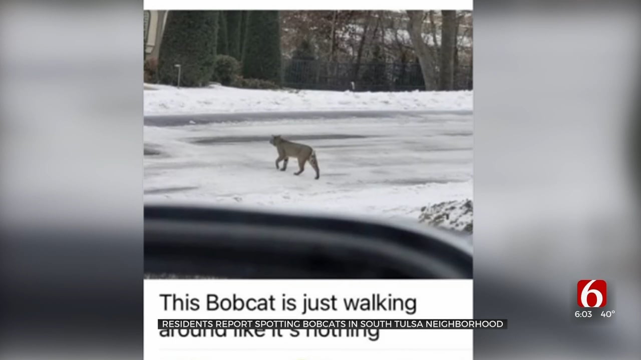 Residents Report Spotting Bobcats In South Tulsa Neighborhood