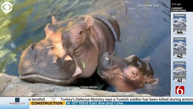 WATCH: Fiona The Hippo Gives Her Mom Kisses