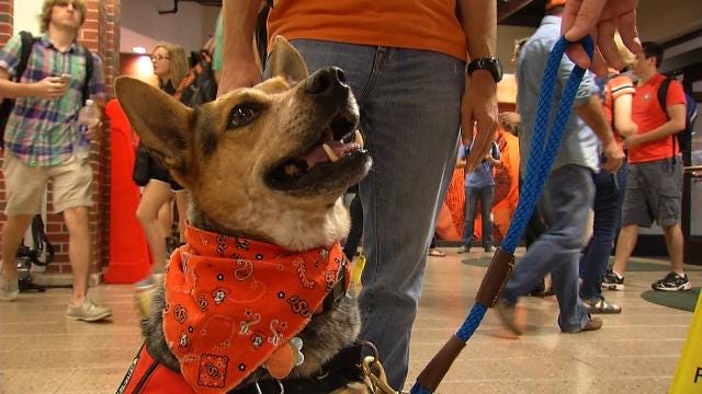 OSU Pet Therapy Program Helps Students Transition To College Life