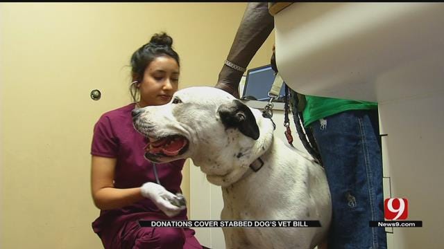 Good Samaritans Help Pay For Stabbed Dog's Medical Bill