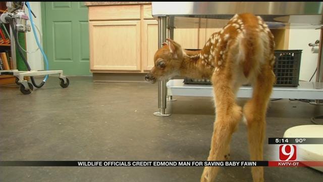 Wildlife Officials Credit Edmond Man For Saving Baby Fawn